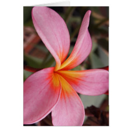 Romantische Dattel blühen uAwg schick