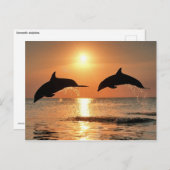 Romantische Delphine Postkarte (Vorne/Hinten)