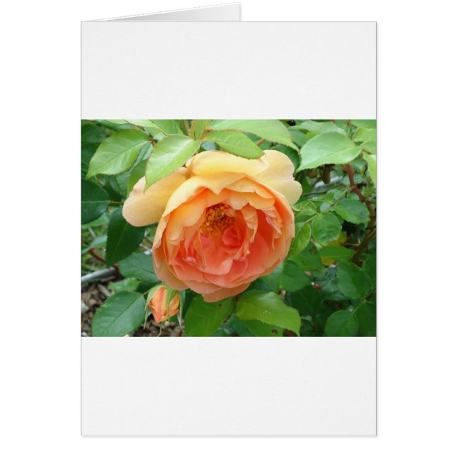 Romantische elegante Orange-Rose (Vorne)