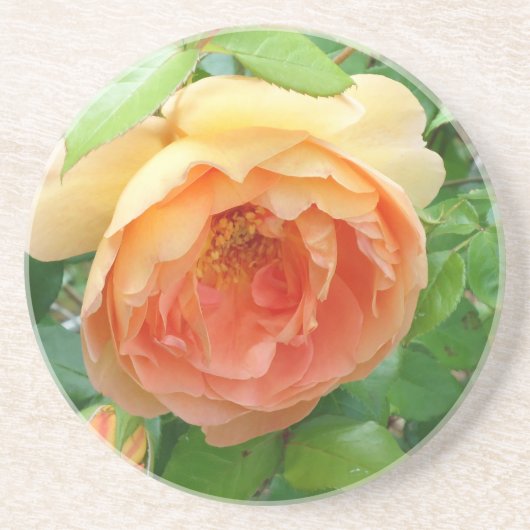 Romantische elegante Orange-Rose Getränkeuntersetzer (Vorne)