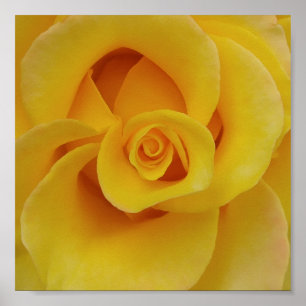 Romantische gelbe Rosenblütenblätter Poster