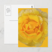 Romantische gelbe Rosentropfen Postkarte (Vorne/Hinten)