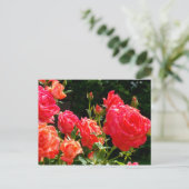 Romantische Korallen-Rose Postkarte (Stehend Vorderseite)