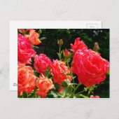 Romantische Korallen-Rose Postkarte (Vorne/Hinten)