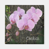 Romantische Orchideen
