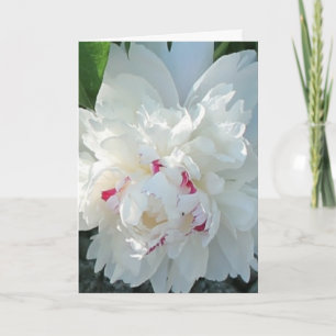 Romantische Peony Gruß- und/oder Notizkarte Karte