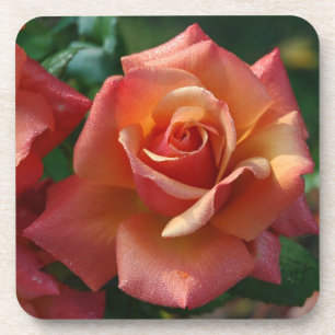 Romantische Rosa Orange-Rose Getränkeuntersetzer
