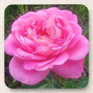 Romantische rosa Rose 'Leonardo Da Vinci' Getränkeuntersetzer