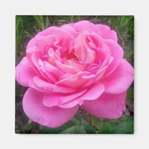 Romantische rosa Rose 'Leonardo Da Vinci' Magnet