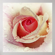 Romantische Rosa Rose mit Raindrops Blume Makro