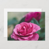 Romantische Rosa Rose Postkarte (Vorne/Hinten)
