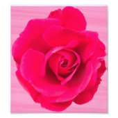Romantische Rosa Rose v2 Fotodruck (Vorne)