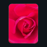 Romantische Rosa Rose v2 Magnet<br><div class="desc">Romantisches Rosa und rote Rose.</div>