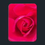 Romantische Rosa Rose v2 Magnet<br><div class="desc">Romantisches Rosa und rote Rose.</div>