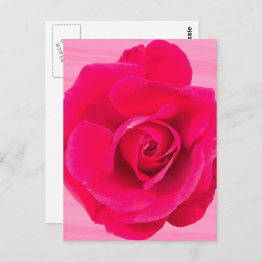 Romantische Rosa Rose v2 Postkarte (Vorne/Hinten)