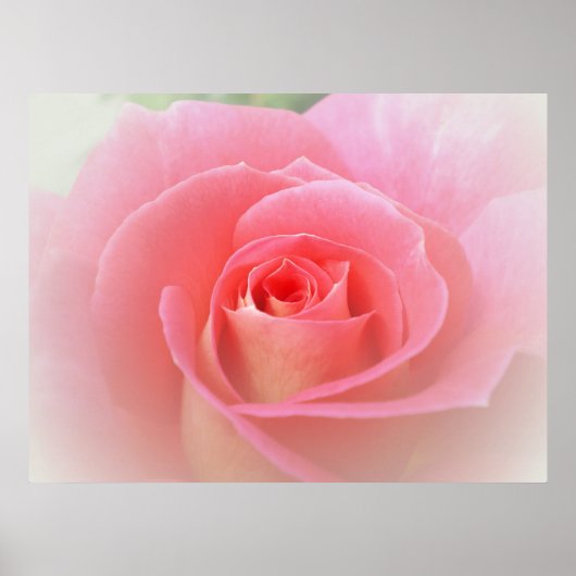 Romantische rosa Rosendrucke Poster (Vorne)