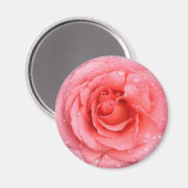 Romantische Rosa Rosentropfen Magnet (Vorderseite/Rückseite)
