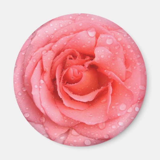 Romantische Rosa Rosentropfen Magnet (Vorne)