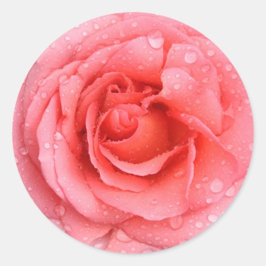 Romantische Rosa Rosentropfen Runder Aufkleber (Vorderseite)