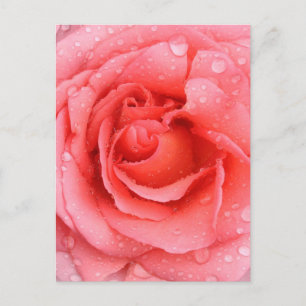 Romantische rosa Rosenwasser-Tropfen Postkarte
