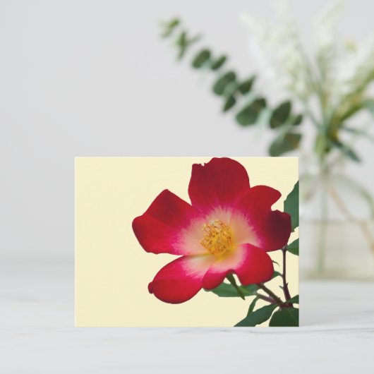Romantische Rosa Wilde Rose Postkarte (Stehend Vorderseite)