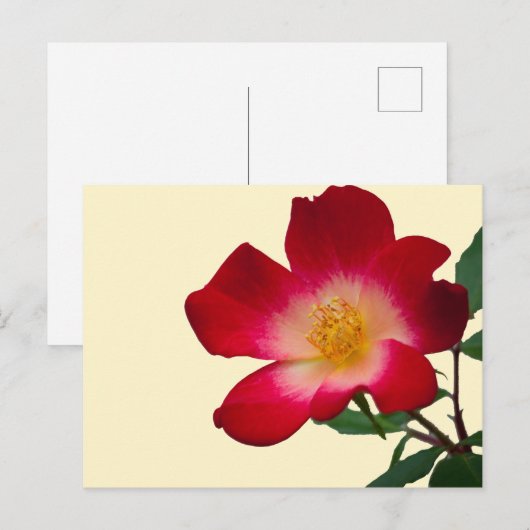 Romantische Rosa Wilde Rose Postkarte (Vorne/Hinten)
