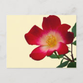 Romantische Rosa Wilde Rose Postkarte (Vorderseite)