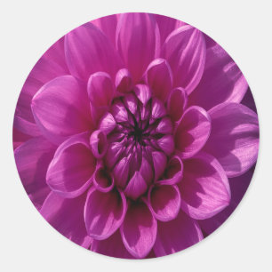 Romantische Rosafarbene Blumendekoration Runder Aufkleber