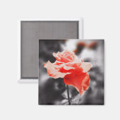 Romantische Rose Blume #3 Magnet (Vorderseite/Rückseite)
