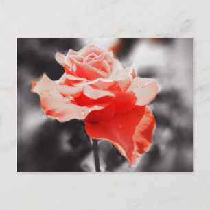 Romantische Rose Blume #3 Postkarte