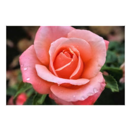 Romantische Rose Botanische Kunst Fotodruck