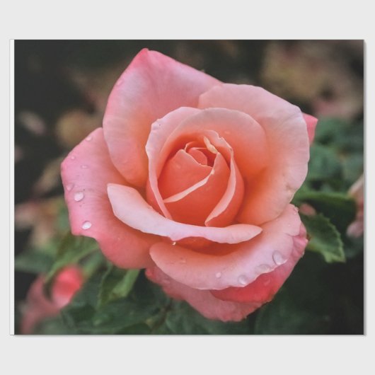 Romantische Rose Botanische Kunst Geschenkpapier (Flach)