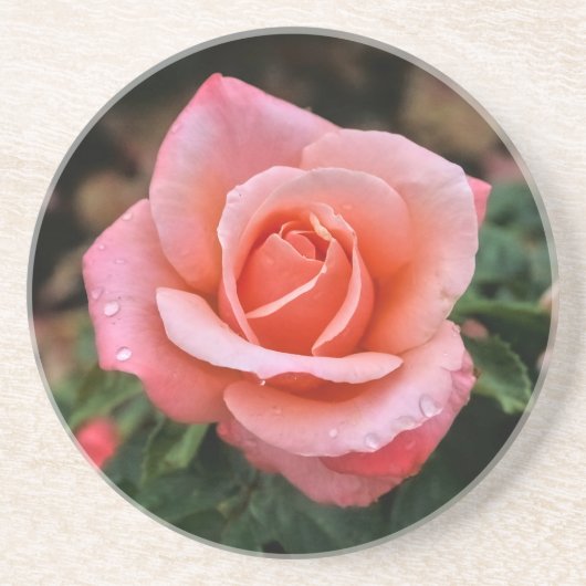 Romantische Rose Botanische Kunst Getränkeuntersetzer (Vorne)