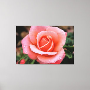 Romantische Rose Botanische Kunst Leinwanddruck