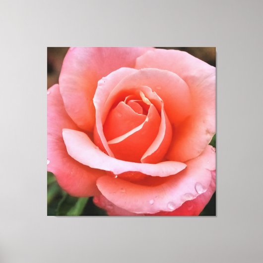 Romantische Rose Botanische Kunst Leinwanddruck (Vorderseite)