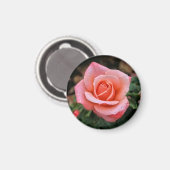 Romantische Rose Botanische Kunst Magnet (Vorderseite/Rückseite)