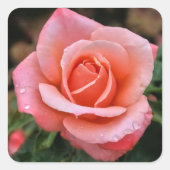 Romantische Rose Botanische Kunst Quadratischer Aufkleber (Vorderseite)