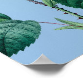 Romantische Rose Musical Peacock Poster (Ecke)