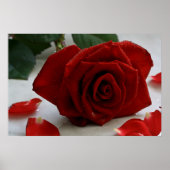 Romantische Rose Poster (Vorne)