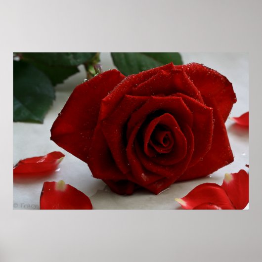 Romantische Rose Poster (Vorne)