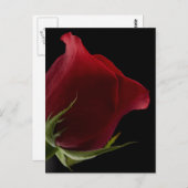 Romantische Rose Postkarte (Vorne/Hinten)