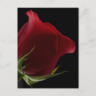 Romantische Rose Postkarte