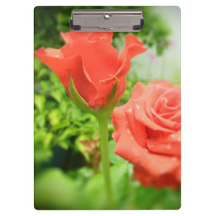 Romantische Rosenblumen Klemmbrett