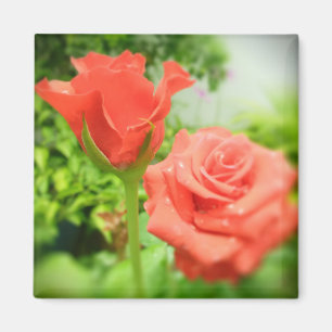 Romantische Rosenblumen Magnet
