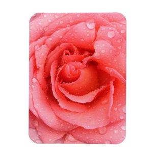 Romantische rote rosa Rosen-Wassertropfen Magnet
