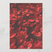 Romantische rote Rose | Florale elegante anpassbar Programm (Rückseite)
