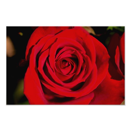 Romantische Rote Rose Fotodruck (Vorne)