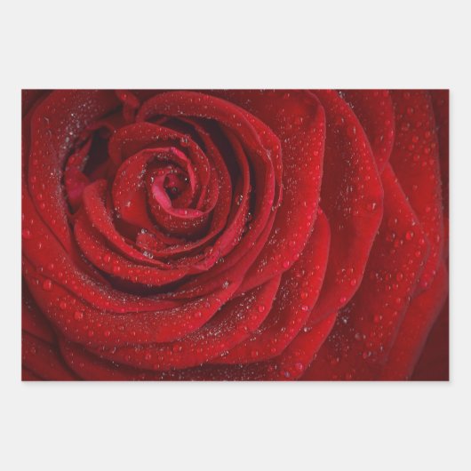 Romantische Rote Rose Geschenkpapier Set (Vorderseite 3)
