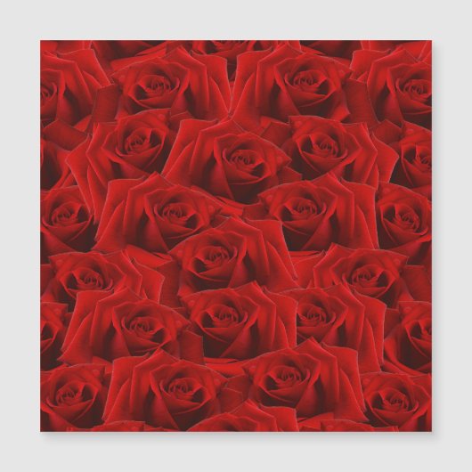 Romantische Rote Rose Magnetkarte (Vorderseite)