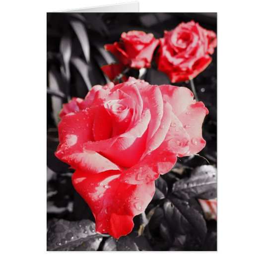 Romantische Rote Rosen (Vorne)